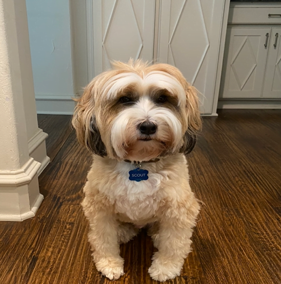 When It Comes to Change, We Are Not Our Dogs